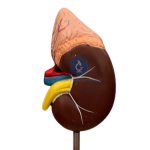 Human Kidney Model